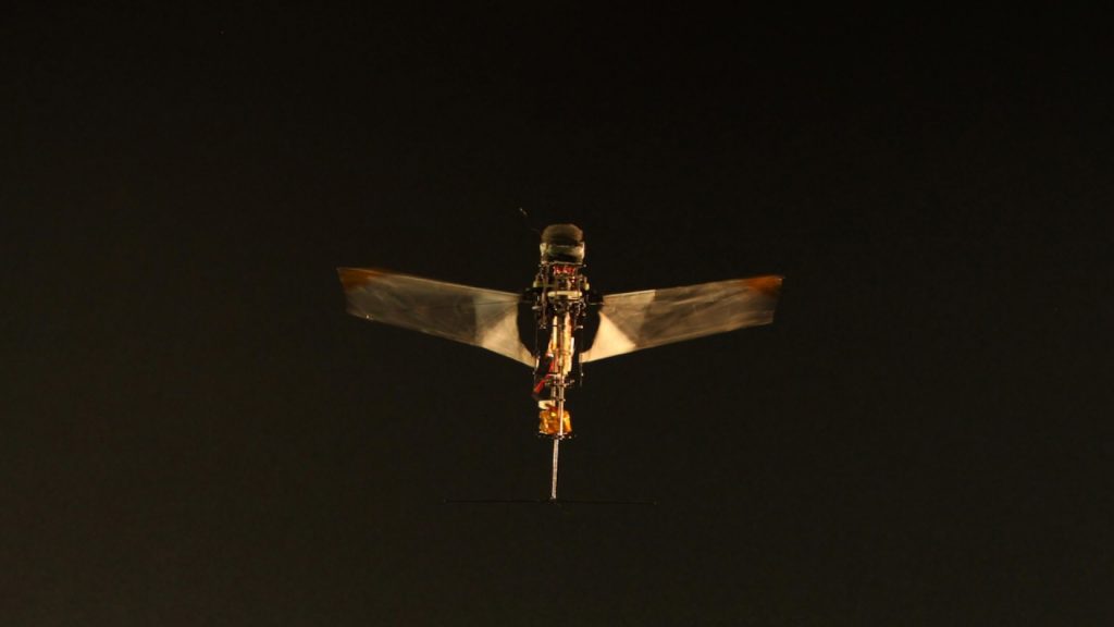 A Massively Strong Beetle Just Inspired a Lightweight Flying Robot